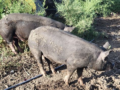 Practices — Briar Rose Farms