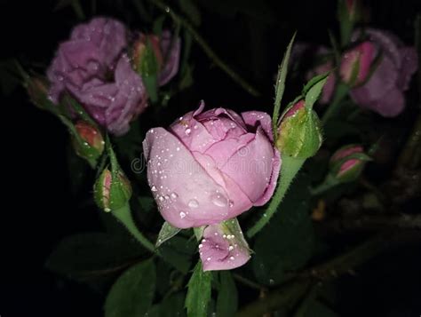 Single Pink Rose Bud Dew Drops Its Petals Stock Photos - Free & Royalty