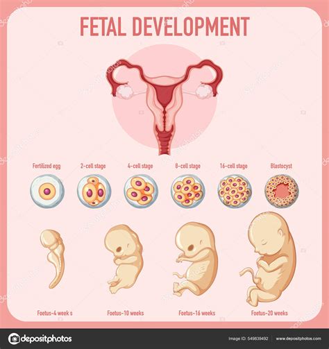 Desenvolvimento Embrionário Humano Ilustração Infográfica Humana Vetor