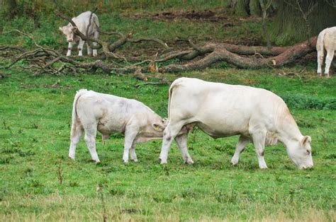 A Mãe Do Bezerro É A - Bezerro bovino branco bebendo com sua mãe no prado animal de fazenda ...