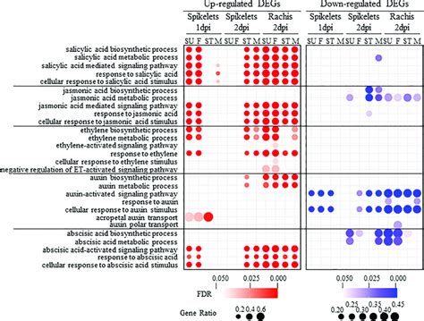 Gene Ontology Go Enrichment Analysis For Phytohormone Related