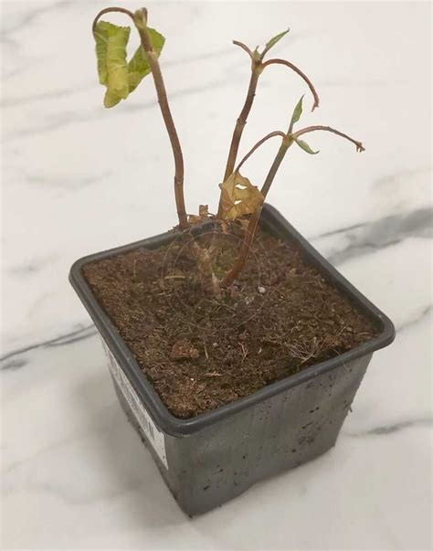 Гортензия древовидная Аннабель (Hydrangea arborescens Annabelle) купить ...