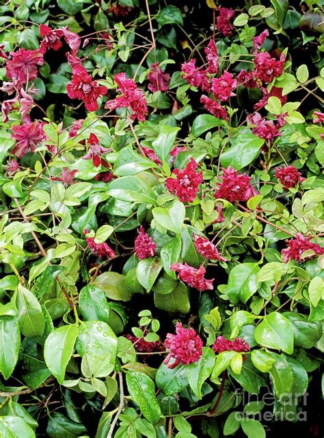 clematis purpurea plena elegans photograph  geoff kiddscience photo