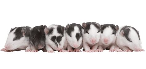 7 Surprising Baby Rat Facts You Probably Didnt Know Animal Corner
