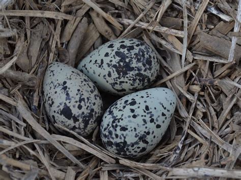 Killdeer eggs | Smithsonian Photo Contest | Smithsonian Magazine