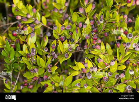 Common myrtle, Myrtle, True myrtle, fruit, Myrte, Echte Myrte ...