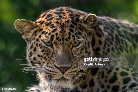 amur leopard stock  high res pictures  images