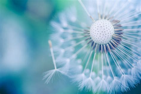 Close Up View Of Nature