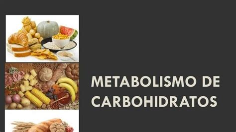 Guia Metabolismo De Carbohidratos Udocz The Best Porn Website