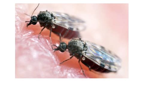 Biting Midges: The New Menace | Local | The Sun