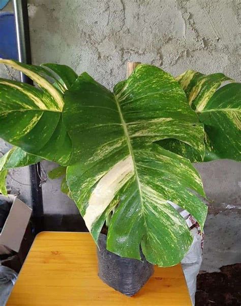 Dependable And Hardy Giant Pothos Plant A Friendly Gardener