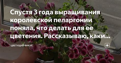 Спустя 3 года выращивания королевской пеларгонии поняла, что делать для ...