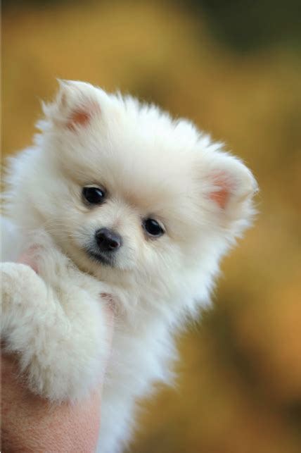 53 Unique Pomeranian Names for Your Lively Companion - Rocky Kanaka