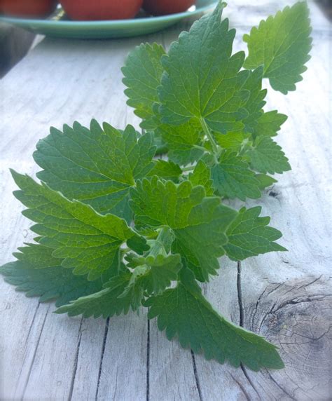 Catnip Herb Medicinal Grown To Organic Standards Heirloom