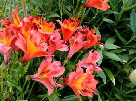 Alstroemeria, Pink color, HD Wallpaper | Rare Gallery