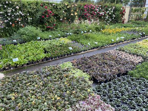 Контакты — Питомник Летний сад