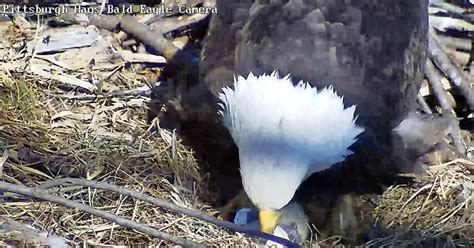 Hays Bald Eagle welcomes first eaglet of 2023 - CBS Pittsburgh