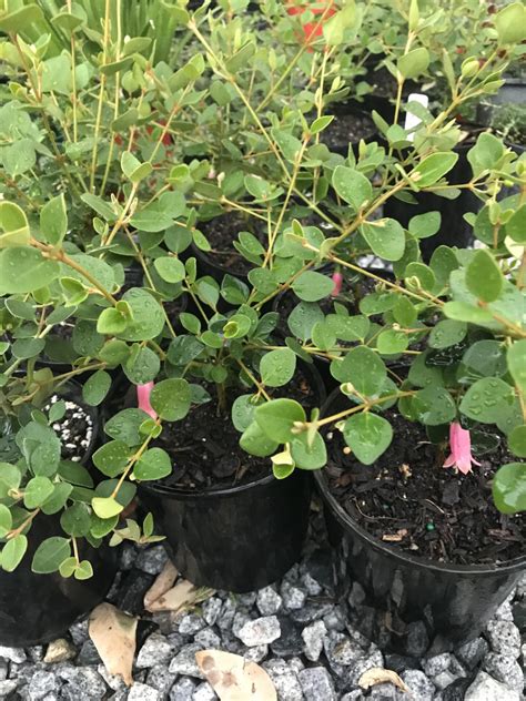 Correa 'Bicheno Bells' - The Plant Cellar