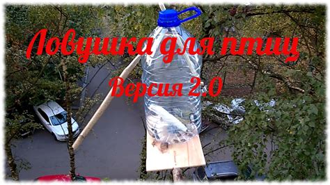 Ловушки для птиц. Версия 2.0. Упрощённый вариант - YouTube