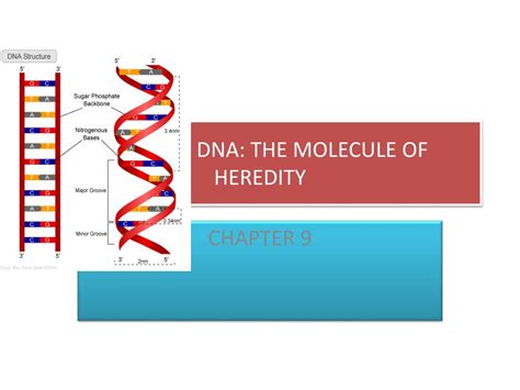 Ppt Dna The Molecule Of Heredity Powerpoint Presentation Free