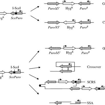 Homologous Recombination HR Between Direct And Inverted Repeats HR