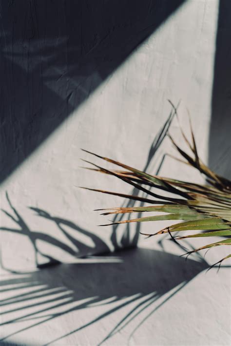 leaves shadow background      leaves shadow