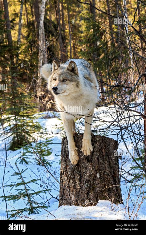 Wolves walk with visitors during a guided wolf walk in the forest and ...