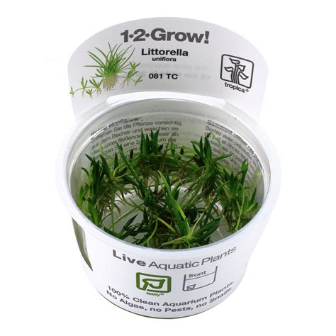 Littorella Uniflora 1-2 Grow - GBee Shrimp & Aquatics Ltd
