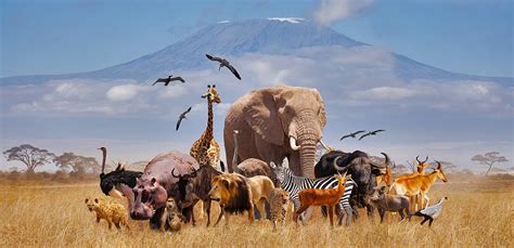 Тіла живої природи, їхні властивості