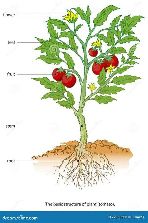 Anatomy Of Tomato Plant Mltshp