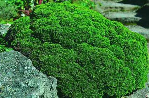 Landscaping With Conifers • The Garden Glove