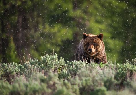 Hikers Chased by Curious Grizzly Bear at Glacier National Park Before