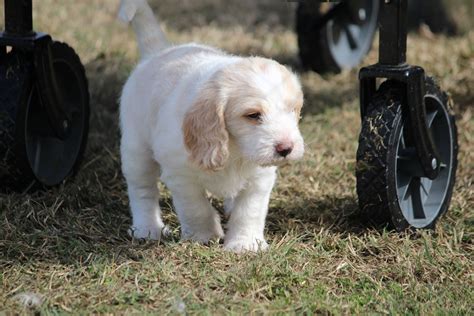 Beautiful Poogle - Leslie Dam - PetsForHomes