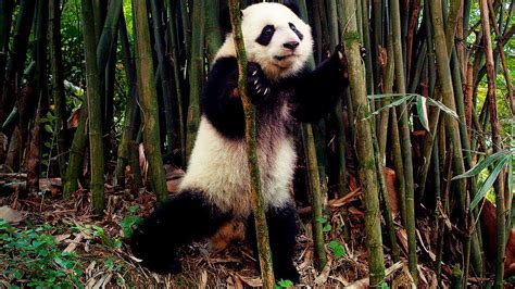 Панды — Русский трейлер (4К, 2018) - YouTube