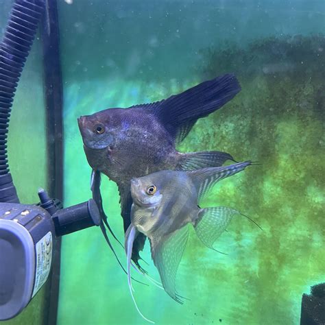 okc @ pacers | live! live! live! G6 | By Christian Gatc | Missed their