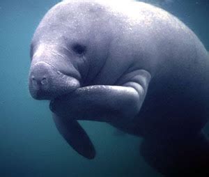 Kids 4 Manatees: Facts About Manatees!