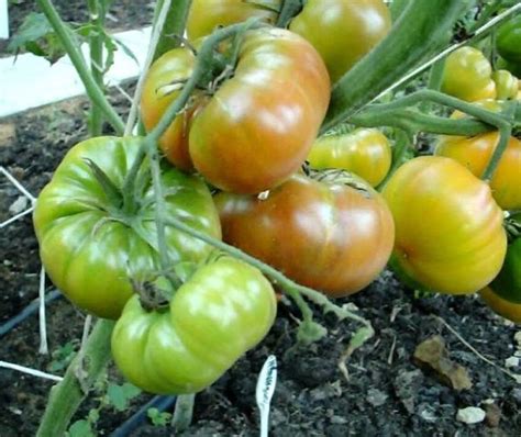 Томаты Биколоры и Триколоры для открытого грунта. Обзор 11 сортов ...