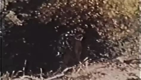 Neola Graef Free Porn Star Videos XHamster