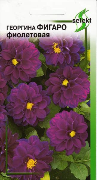 Декоративные разные, Однолетние декоративные травы Дом Семян Георгина ...