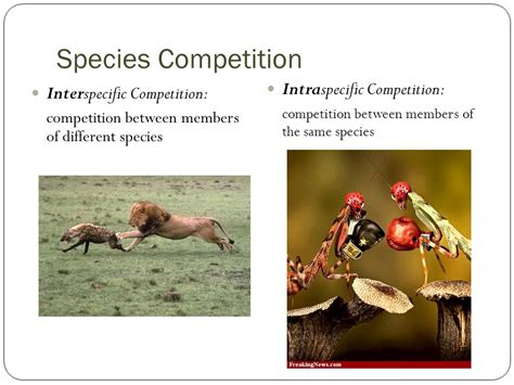 Intraspecific Competition Examples