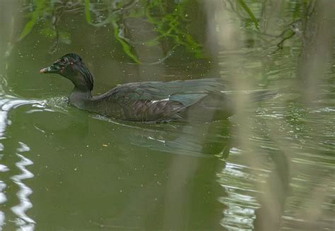 Ebird Checklist 17 Apr 2024 Santa Margarita Ranch Ltc 079 Restricted Access Guided