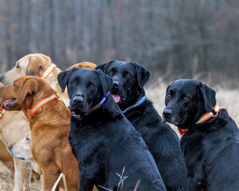 Heritage - Riverview Farm Kennel - THE British Labrador Kennel