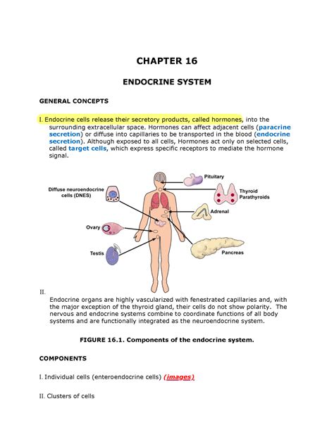 Chapter Endocrine System Chapter Endocrine System General