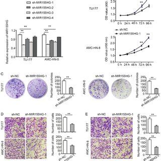 Knockdown Mir Hg Suppresses Lscc Cell Proliferation Migration And