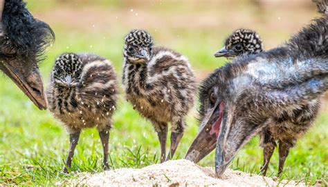 baby emu chicks hatched  bird sanctuary
