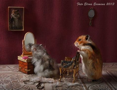 Unknown Hamsters Life: Humorous Photos by Elena Eremina