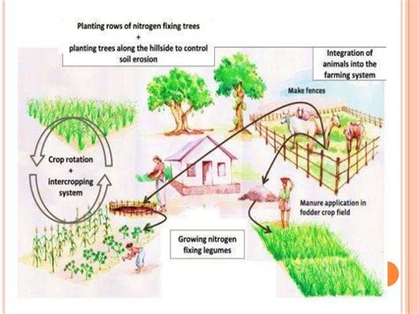 Organic Farming Presentation