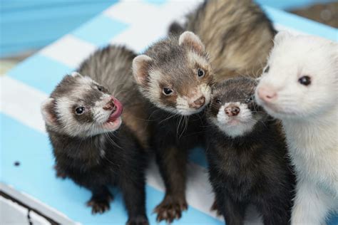 Why Do Ferrets Sleep So Much? | Pet Reader