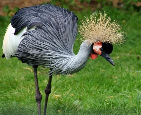 grey crowned crane birds world