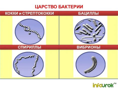 Бактерии строение и жизнедеятельность презентация